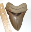 Lee Creek Megalodon Tooth